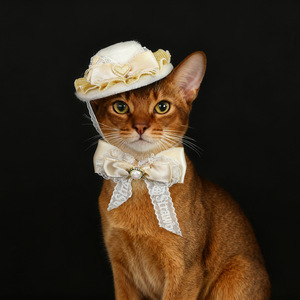 Sombrero de encaje noble con lazo <span class=keywords><strong>para</strong></span> gatos y <span class=keywords><strong>perros</strong></span> de <span class=keywords><strong>pelo</strong></span> <span class=keywords><strong>corto</strong></span>, accesorios retro de princesa con lazo, tocado <span class=keywords><strong>para</strong></span> bodas y cumpleaños - Product Image 1