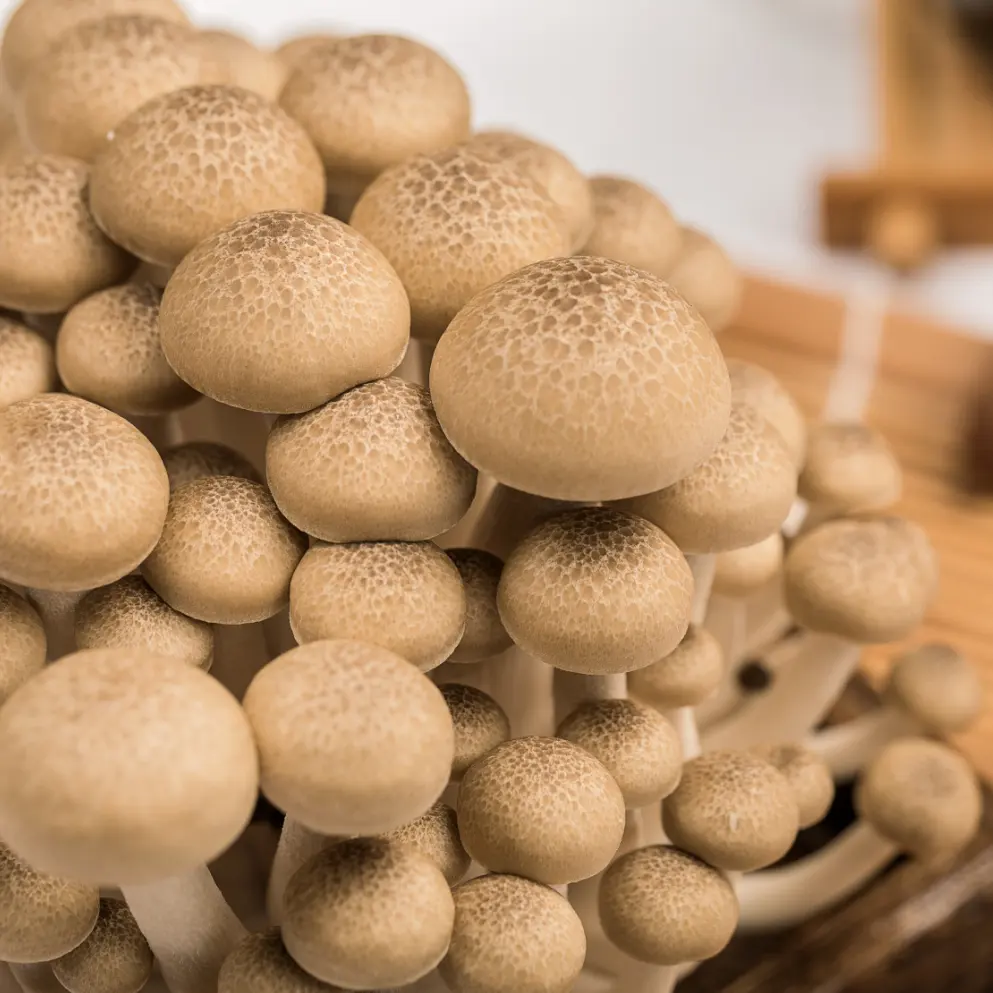 Champignons frais en croissance Champignons comestibles de qualité supérieure de Chine Vente en gros de champignons shimeji bruns type frais au goût croquant