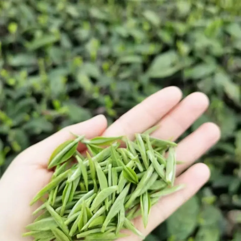 דגמי נפץ 2024 ניצני תה ירוק עלי תה רופפים, עלי תה ירוק אורגני ובריא באיכות מעולה