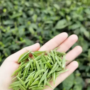 Explosive Models 2024 Green Tea Buds Loose Tea Leaves Organic And Healthy Green Tea Leaves With Top Quality