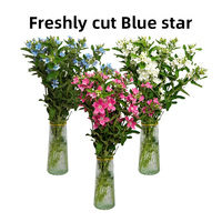 Bunga Potong Segar Yunnan Blue Star Flower Grosir Tweedia Oxypetalum untuk Buket Pernikahan, Rangkaian Bunga, OEM