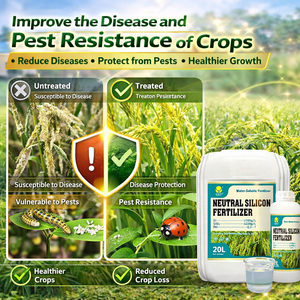 <span class=keywords><strong>ปุ๋ย</strong></span>ซิลิโคนเหลวสำหรับพืชผล ธาตุอาหารซิลิโคน ช่วยเพิ่มผลผลิต ทนทานต่อสภาพอากาศ ละลายน้ำได้ สำหรับข้าว ข้าวสาลี และผัก - Product Image 3