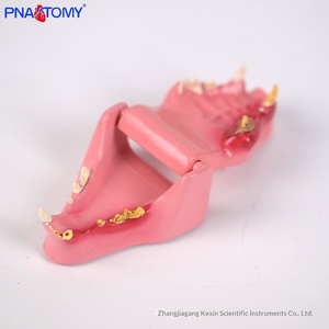 Modello Anatomico di Denti di <span class=keywords><strong>Gatto</strong></span>, Scheletro Animale, Denti Canini, Incisori e Molari, Ausili Didattici Veterinari - Product Image 4