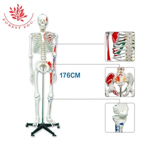 Modelo 3D <span class=keywords><strong>de</strong></span> Esqueleto Humano <span class=keywords><strong>de</strong></span> Ciencia Médica, Anatomía <span class=keywords><strong>de</strong></span> Esqueleto <span class=keywords><strong>de</strong></span> 170 cm <span class=keywords><strong>de</strong></span> Tamaño Real, Origen y Acción Muscular - Product Image 1