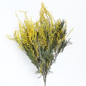 <span class=keywords><strong>Ramo</strong></span> de Mimosa preservado seco dorado Natural para velas perfumadas accesorios de fotos de Navidad decoración de pared de Instagram - Product Image 5