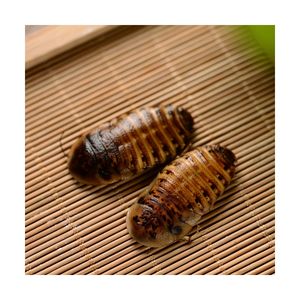 Lot de 25 insectes comestibles, vente en gros, faux ver alimentaires, écologiques frais, dubien cafard - Product Image 2