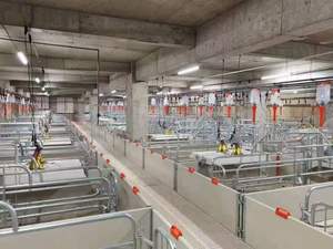 Gabbia per Allevamento <span class=keywords><strong>Suini</strong></span>, Attrezzatura per Gabbie per Maiali, Box di Parto Zincati a Caldo per Scrofe - Product Image 2