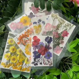 V63 Groothandel Nieuw Ontwerp Gedroogde Geperste Bloemen En Vruchten Echte Blad Plant Herbarium Voor Diy Hars Sieraden Maken Bloemen Decors