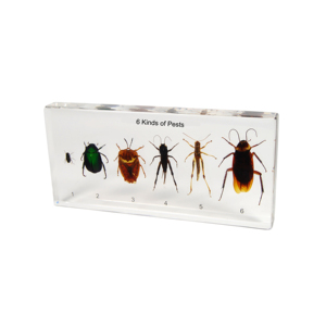 Gelsonlab HSBS-040 Akrilik Uygunluğu Çekirge Numune gömülü biyolojik örnekler - Product Image 3