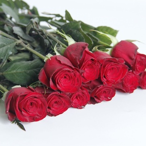 Yunnan-suministro directo <span class=keywords><strong>de</strong></span> tierra <span class=keywords><strong>de</strong></span> granja, <span class=keywords><strong>flores</strong></span> <span class=keywords><strong>de</strong></span> corte fresco, rosas rojas, meseta roja para el hogar, arreglo <span class=keywords><strong>de</strong></span> <span class=keywords><strong>flores</strong></span> <span class=keywords><strong>de</strong></span> San Valentín, ramo artesanal - Product Image 3