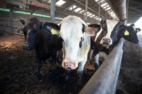 Abri semi-ouvert pour bétail, hangar à bovins en structure métallique, bergerie en acier, bâtiment en acier pour bétail et moutons à usage agricole