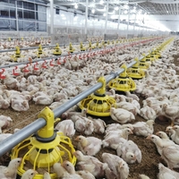 Diseño Profesional de Gallinero Prefabricado de Bajo Costo para Granjas Avícolas