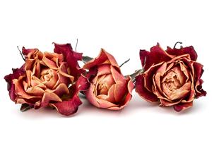 กลีบกุหลาบแห้งสีแดง วัตถุดิบชาสมุนไพรจากธรรมชาติ สำหรับชงดื่มจำนวนมาก - Product Image 6