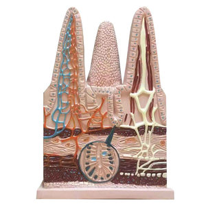 Modelo de villus intestinal humano HUICHUN, vasos <span class=keywords><strong>capilares</strong></span> linfáticos, sección anatómica de venas, biología para escuelas secundarias, ciencia médica - Product Image 3