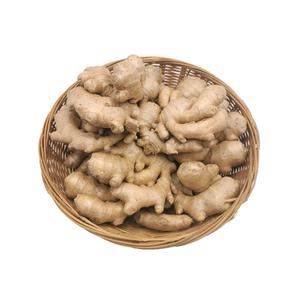 Pemasok Menyediakan Produk Jahe Segar Organik yang Laris Manis - Product Image 1