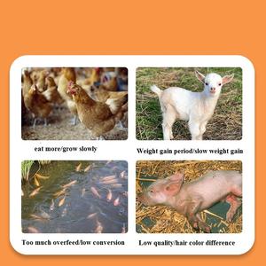 Polvo de bacterias de ácido láctico para fermentación, 5 mil millones de UFC/g, Lactobacillus Plantarum - Product Image 5