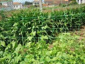 Filet de grimpement pour tomates 8 g/m² / Filet de soutien pour plantes grimpantes / Treillis pour pois - Product Image 1