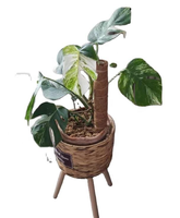 Offre transfrontalière exceptionnelle : Support de plante en forme de tige de cocotier flexible, poteau en mousse pour jardinage de radis vert