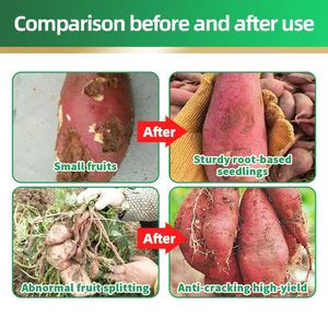 Engrais Agricole Organique Haute Performance pour la Croissance Rapide des Semis <span class=keywords><strong>de</strong></span> <span class=keywords><strong>Patate</strong></span> <span class=keywords><strong>Douce</strong></span>, Promoteur d'Augmentation <span class=keywords><strong>de</strong></span> Qualité - Product Image 4