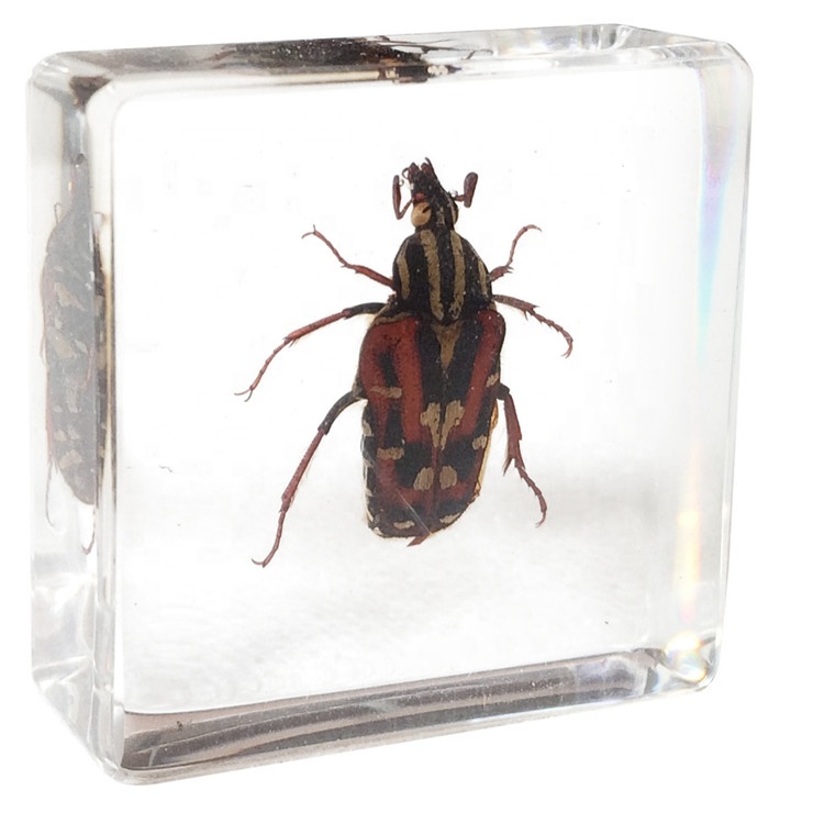 Beautiful Square Shape Real Bugs Specimens Collection