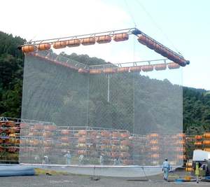 <span class=keywords><strong>Filet</strong></span> en maille carrée DSTB / SSTB pour la pêche, pour les pièges, pour les petits poissons, pour les sea-urchins, les awabys, les abalones - Product Image 4