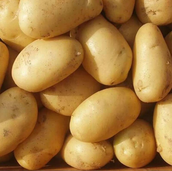 Свежий картофель с высоким качеством положительного происхождения картофеля прямых продаж