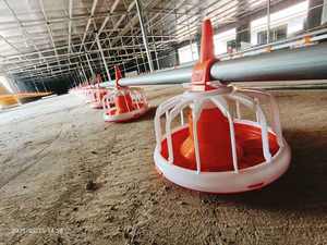 เครื่องป้อนกระทะพลาสติกอัตโนมัติสําหรับไก่เลี้ยงฟรีสภาพใหม่ราคาโรงงานออกแบบฟาร์มสัตว์ปีกเพื่อขาย - Product Image 5