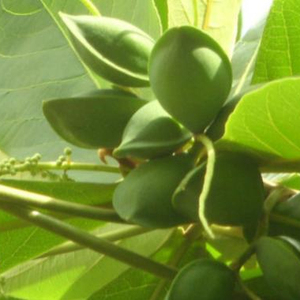 Bột Chiết Xuất Mận Kakadu Chiết Xuất Từ Quả Mận 10:1TLC Chiết Xuất Mận Kakakadu - Product Image 2