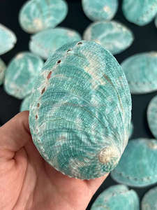 Commercio all'ingrosso in avorio naturale australiano verde Abalone conchiglia di <span class=keywords><strong>mare</strong></span> crudo corno stile con tecnica lucida decorazione artigianale - Product Image 5