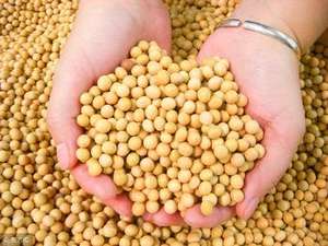 ปุ๋ยอินทรีย์เม็ดดำ NPK 12-0-1 ขายส่ง เหมาะสำหรับผักใบเขียวในงานเกษตร - Product Image 6