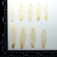 1000 pz/sacchetto Petali di Ninfea Pressati Fiori Essiccati per Collane Fai da Te, Orecchini e Accessori in Resina Epossidica