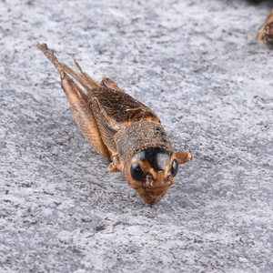 Fissures nettoyantes à haute teneur en plantes, patchs séchés, vente en gros, nouvelle collection - Product Image 4