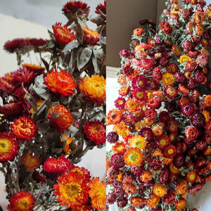 Ramo de Flores Secas Naturales para Boda, 20 Flores Secas Conservadas para <span class=keywords><strong>Funeral</strong></span> Memorial, Suministros Funerarios de Calidad Premium - Product Image 6