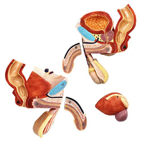 Vida tamaño 5-Partes de la anatomía humana hombre genitales externos modelo médico de enseñanza