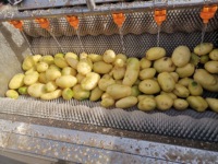 Cassave-wortel reinigings- en schilmachine, cassave-schilmachine