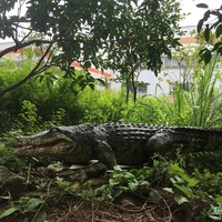 Modèle de crocodile animatronique grandeur nature, réaliste, pour la décoration de parcs de jungle, zoos et parcs d'attractions