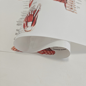 Affiches murales de la science médicale Os humain et affichage de la pathologie sur l'<span class=keywords><strong>anatomie</strong></span> en plastique pour l'affichage en classe ou en laboratoire - Product Image 5