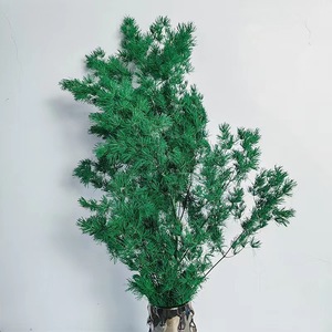 Flores y Plantas Secas de Alta Calidad al por Mayor, Helecho Ming, Pino Peng Lai, Helecho Espárrago Preservado para Decoración del Hogar y Bodas - Product Image 5
