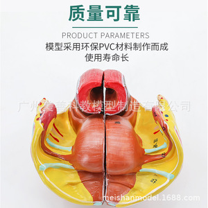 Accessoires pelviens féminins, organes, vaisseaux sanguins, nerfs, muscles, anatomie, enseignement de la naissance, modèle des muscles du plancher pelvien - Product Image 5