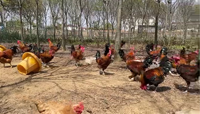 Anneau de jambe de poulet anneau d'étiquette de pied de volaille pour le système de suivi de source de détection de santé d'activité de surveillance à distance