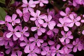 Hot bán soapwort gốc bột soapwort gốc chiết xuất bột soapwort gốc chiết xuất - Product Image 2