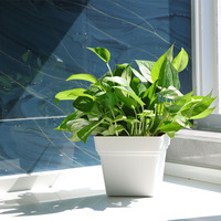 Harga pabrik grosir Pot bunga plastik klasik dekorasi tanam Desktop anggrek persegi putih untuk rumah kantor balkon dalam ruangan