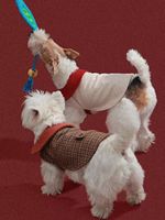 Manteau réversible en coton pour animaux de compagnie, cape pour chats et chiens, vêtements d'hiver modernes et mignons pour Halloween, tendance et populaire