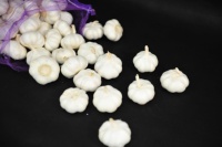 Conteneur de 40 pieds de ail blanc frais biologique cultivé selon des méthodes traditionnelles