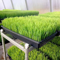 Barquettes à semis extra résistantes avec trous pour la germination de graines de jardin, les micro-légumes et la propagation des plantes