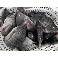 Poisson Tilapia Entier Congelé 100-800g Exportation vers l'Afrique, le Moyen-Orient et l'Asie du Sud-Est Fruits de Mer Congelés en Gros