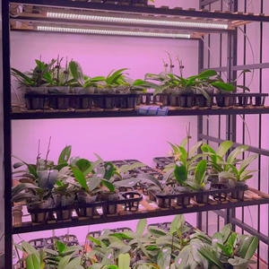 Lampada <span class=keywords><strong>LED</strong></span> per Crescita Piante a Spettro Completo, Illuminazione Efficiente per Serra con Penetrazione Profonda - Product Image 4