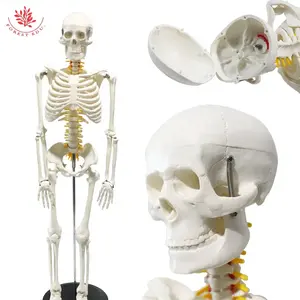 FRT005 Model kerangka manusia, untuk penelitian pengajaran sekolah Model tulang anatomis 85cm, Model alat bantu mengajar pendidikan tingkat lanjut