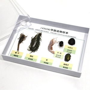 Spécimen d'arthropode séché, spécimen d'insecte naturel séché pour l'enseignement de la biologie, spécimen d'insecte pour laboratoire scolaire - Product Image 5