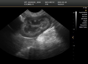 Appareil d'échographie Doppler couleur vétérinaire approuvé CE et à haute performance, scanner d'échographie clinique pour vétérinaires - Product Image 5
